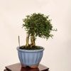 �ߺϡ�ɱ���ߡ�����*����ʪ �����Ф��������Х� Jasminum nudiflorum��Oubai bonsai �����ߺ�
