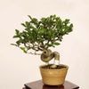 �ߺϡ������� ����* ���󤶤� ���󥶥� Crataegus cuneata��Sanzashi bonsai �����ߺ�