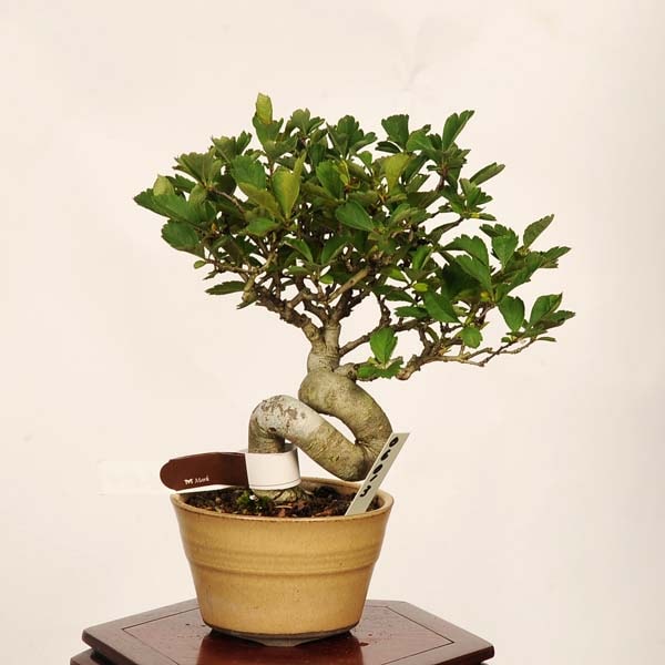 盆栽：山査子 現品* さんざし サンザシ Crataegus cuneata Sanzashi
