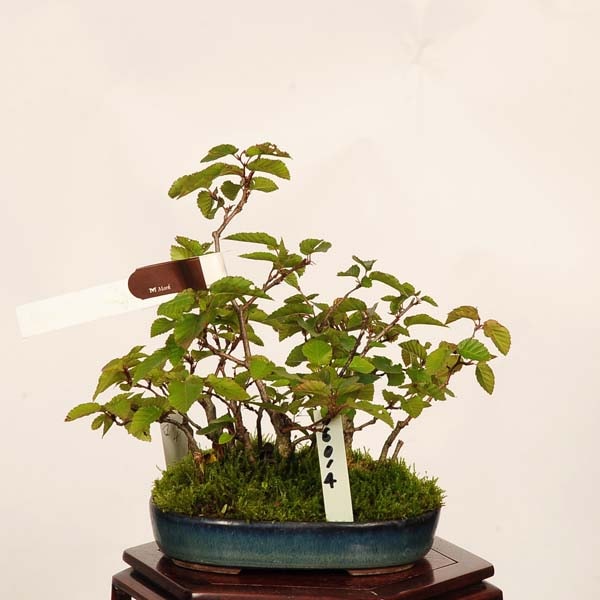 イワシデ(小品盆栽)寄せ植え希少品 盆栽：岩四手(いわしで)寄せ 現品 *イワシデ Carpinus turczaninovii
