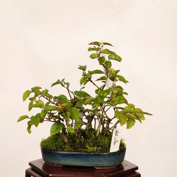 盆栽：岩四手(いわしで)寄せ 現品 *イワシデ Carpinus turczaninovii