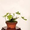 �ߺϡ�̵�ֲ�(��������)*������ ����ʪ ����������Ichijiku bonsai Ficus carica�������ߺ�
