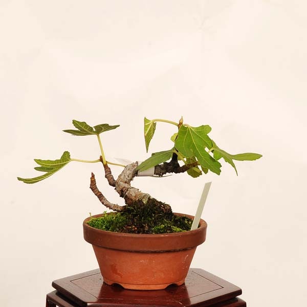 盆栽：無花果(いちじく)* 現品 一点物 イチジク Ichijiku bonsai Ficus