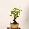 �ߺϡ�����������(������)*����ʪ�����ʡ������ӡ�akebi bonsai �����ߺ�