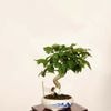 �ߺϡ��ֲꤽ��(�����᥽��)������*����ʪ �ֻͼ�(�������ǡ� Carpinus laxiflora soro bonsai �����ߺ�