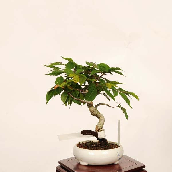 盆栽：赤芽そろ(アカメソロ) 現品*一点物 赤四手(アカシデ） Carpinus