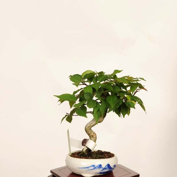 盆栽：赤芽そろ(アカメソロ) 現品*一点物 赤四手(アカシデ） Carpinus