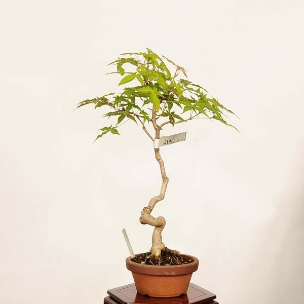 盆栽：山紅葉 現品*一点物 山もみじ モミジ Momiji bonsai 小品盆栽