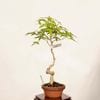 �ߺϡ������ա�����*����ʪ ����ߤ�����ߥ���Momiji bonsai �����ߺ�