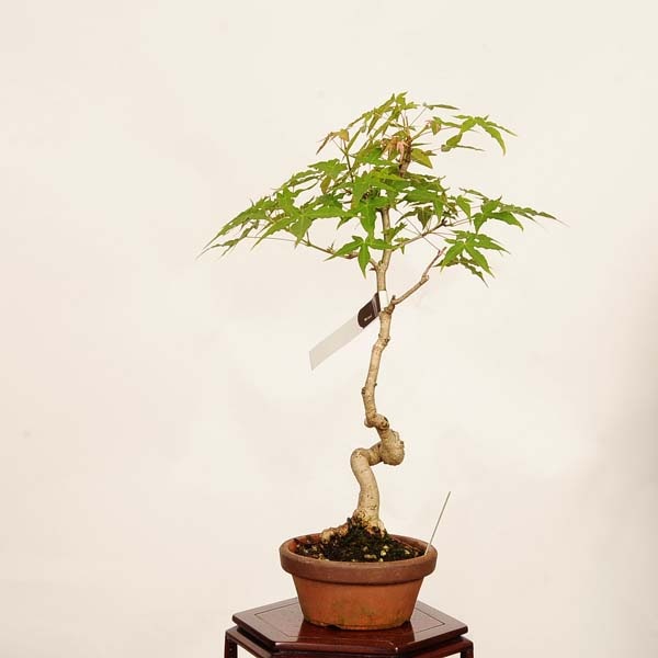 盆栽：山紅葉 現品*一点物 山もみじ モミジ Momiji bonsai 小品盆栽