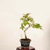 �ߺϡ�ɴ����*���� ����ʪ ���뤹�٤ꡡ���륹�٥� sarusuberi��bonsai �������ߺ�
