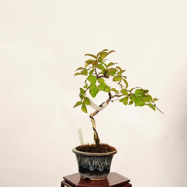 盆栽：百日紅*現品 一点物 さるすべり サルスベリ sarusuberi bonsai