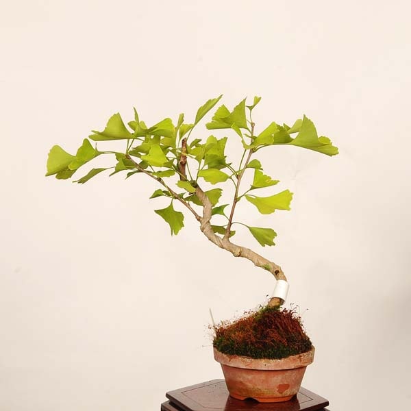 盆栽：銀杏(イチョウ)*現品 一点物 いちょう Icho bonsai 小品盆栽
