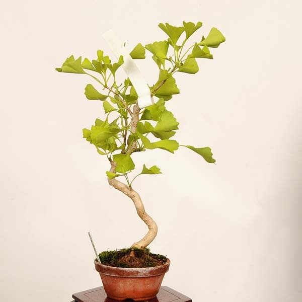 盆栽：銀杏(イチョウ)*現品 一点物 いちょう Icho bonsai 小品盆栽