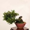 �ߺϡ������(��줹����)*ȭ�ҥ�ͭ ���� ����ʪ ��쥹���ᡡMuresuzume bonsai �����ߺ�