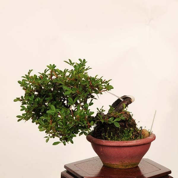 盆栽：金雀花(むれすずめ)*鉢ヒビ有 現品 一点物 ムレスズメ