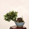 �ߺϡ������(��줹����)* ���� ����ʪ ��쥹���ᡡMuresuzume bonsai �����ߺ�