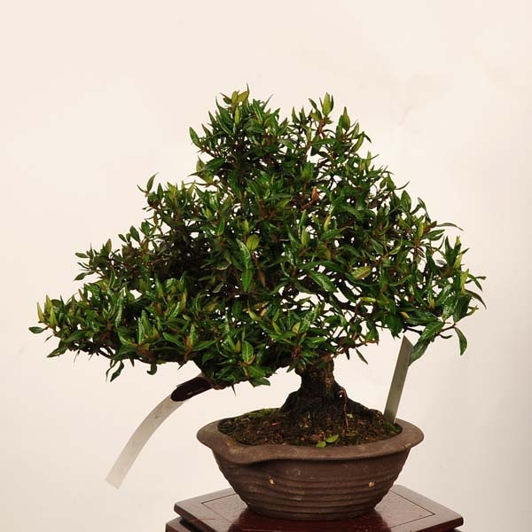 盆栽：縮緬葛（チリメンカズラ）現品* 一点物 ちりめんかずら Kazura