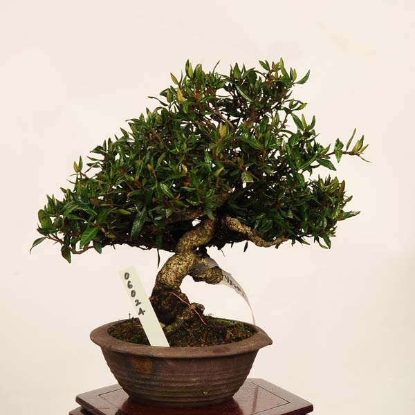 盆栽：縮緬葛（チリメンカズラ）現品* 一点物 ちりめんかずら Kazura