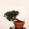 �ߺϡ����˳�ʥ����󥫥���˸���*����ʪ �����󤫤��顡 Kazura bonsai �����ߺ�