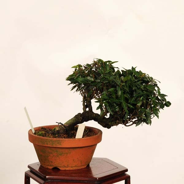 盆栽：縮緬葛（チリメンカズラ）現品*一点物 ちりめんかずら Kazura