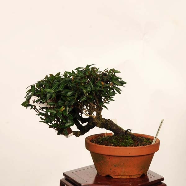 盆栽：縮緬葛（チリメンカズラ）現品*一点物 ちりめんかずら Kazura