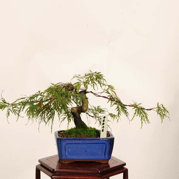 盆栽：エメラルドレース紅葉 現品*一点物 もみじ Momiji bonsai 小品