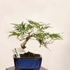 �ߺϡ�������ɥ졼�����ա�����*����ʪ ��ߤ� Momiji bonsai �����ߺ�