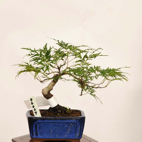 盆栽：エメラルドレース紅葉 現品*一点物 もみじ Momiji bonsai 小品