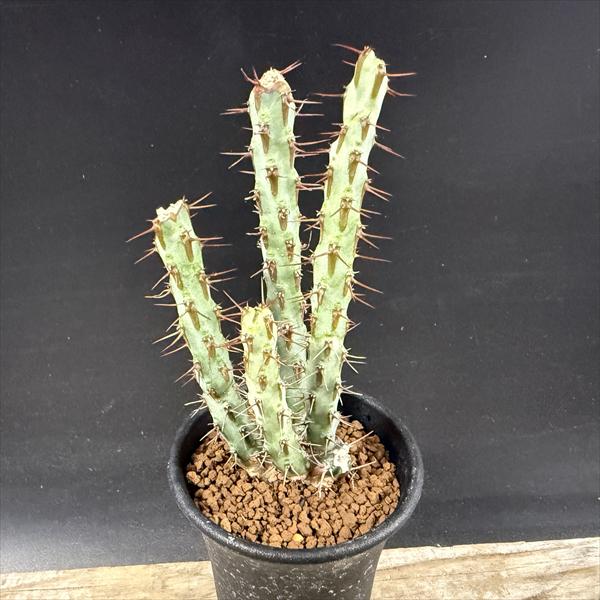 ¿����ʪ���桼�ե���ӥ��������륮�Ρ���*��4���