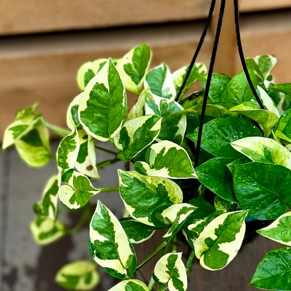 観葉植物：ポトス エメラルド*5号 吊り鉢 | すべての商品 | 遊恵盆栽 本店