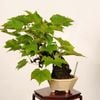 �ߺ� �������աʥĥ��ˡ�����*�Ĥ���Parthenocissus tricuspidata��Tsuta bonsai �����ߺ�