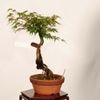 �ߺϡ�Ĺ������ա�����*����ʪ ��ߤ����ʥ��饬���ߥ���Momiji bonsai �����ߺ�