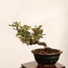 �ߺϡ������ߡ�����*����ʪ ���󥰥ߡ�Kangumi bonsai Elaeagnus�������ߺ�