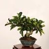�ߺϡ����ޤĤ�*����  ����ʪ ���ޥĥ� Pourthiaea villosa��Kamatsuka bonsai  �����ߺϡ�