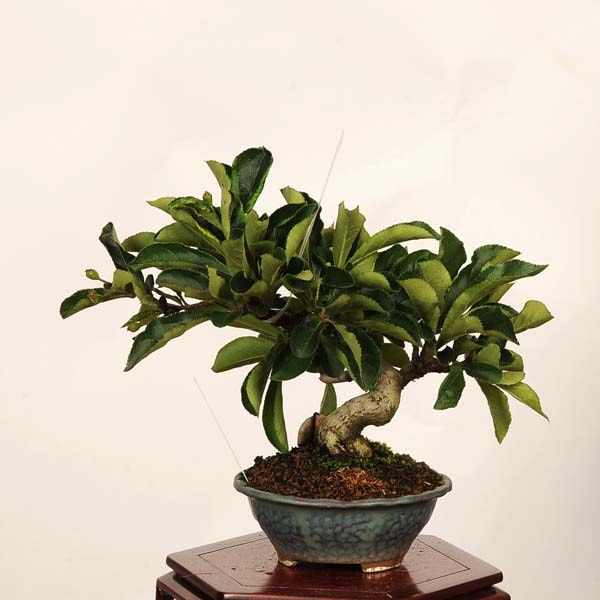 盆栽：かまつか*現品 一点物 カマツカ Pourthiaea villosa Kamatsuka
