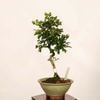 �ߺϡ�����������(��ɱ) ����*����ʪ ���󤶤� ���󥶥� Crataegus cuneata��Sanzashi bonsai �����ߺ�