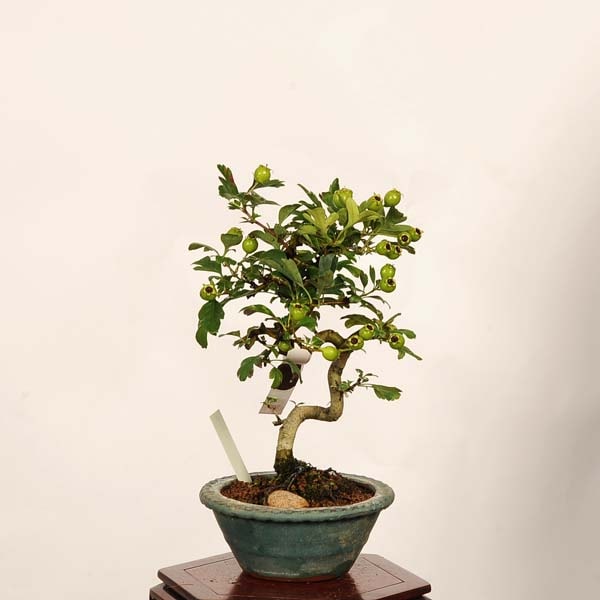 �ߺϡ�����������(��ɱ) ����*����ʪ ���󤶤� ���󥶥� Crataegus cuneata��Sanzashi bonsai �����ߺ�
