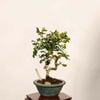 �ߺϡ�����������(��ɱ) ����*����ʪ ���󤶤� ���󥶥� Crataegus cuneata��Sanzashi bonsai �����ߺ�