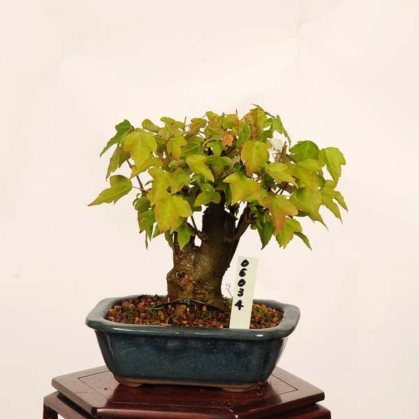 盆栽：楓 現品*一点物 かえで カエデ Kaede bonsai Acer 小品盆栽
