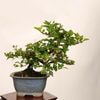 �ߺϡ��ˤ�����������*����ʪ �����ǡ������ǡ�Kaede bonsai   Premna japonica �����ߺ�