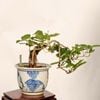 �ߺϡ��Ϥ�����(���ޥΥ�������)����*����ʪ��Aristolochia debilis�� bonsai �������ߺϡ�