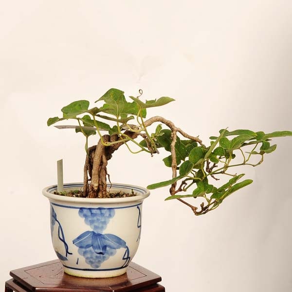 盆栽：馬の鈴草(ウマノスズクサ)現品*一点物 Aristolochia debilis