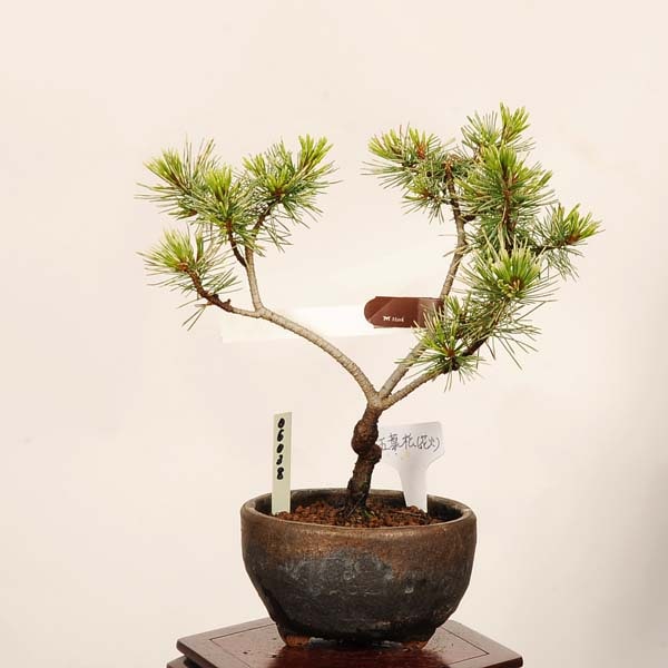 盆栽・苔玉 五葉松小品盆栽(花火)