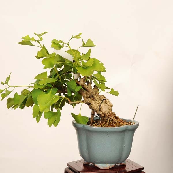 盆栽：銀杏(イチョウ)*現品 一点物 いちょう Icho bonsai 小品盆栽