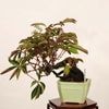 �ߺϡ�����ꥫ�ա�����*(ȭ�ҥ�ͭ)����ʪ �Ĥ����ĥ� Tsuta bonsai �����ߺ�