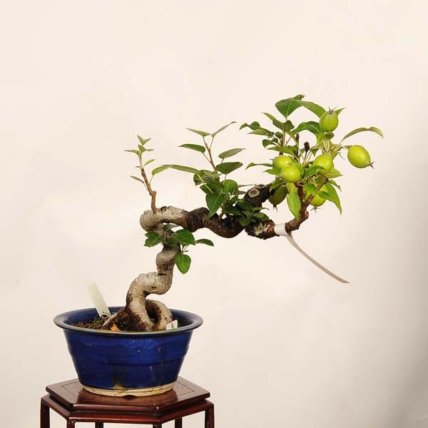 盆栽：姫津軽林檎（りんご・リンゴ）*現品 一点物 Malus domestica