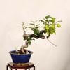�ߺϡ�ɱ�ŷ��Ӹ�ʤ�󤴡���󥴡�*���ʡ�����ʪ Malus domestica��ringo bonsai�����ߺ�