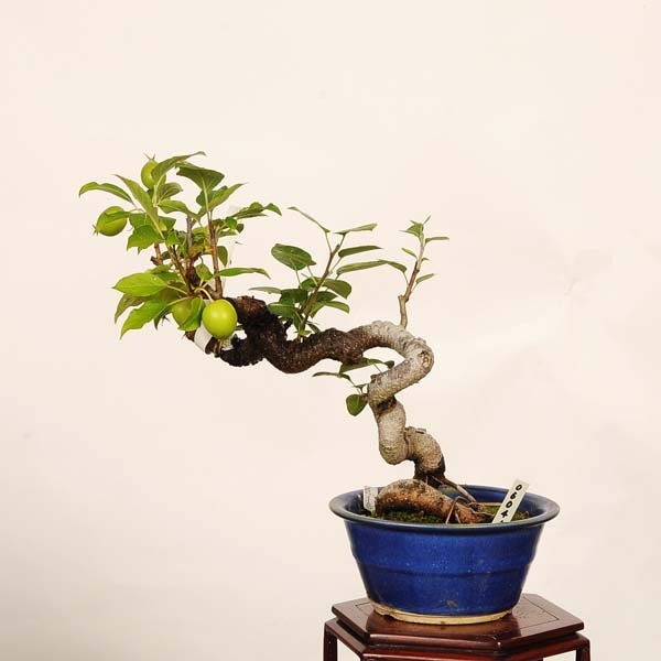 盆栽：姫津軽林檎（りんご・リンゴ）*現品 一点物 Malus domestica