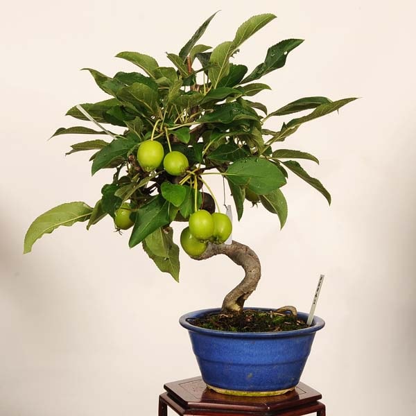 �ߺϡ�ɱ�ŷ��Ӹ�ʤ�󤴡���󥴡�*���ʡ�����ʪ Malus domestica��ringo bonsai�����ߺ�